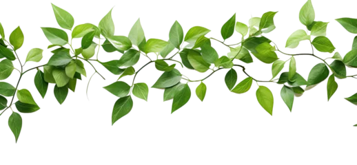 Foto op Canvas tropical vine hanging ivy plant, bush, or grapes ivy frame with border with copy space for text and branches, isolated on a transparent background. PNG cutout or clipping path. © Transparent png