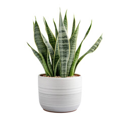 potted indoor sansevieria houseplant in a variety of decorative ceramic white pot, isolated on a transparent background. PNG, cutout, or clipping path.