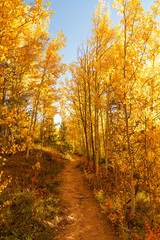 Obraz premium Autumn aspen forest trail with warm, welcoming sunrise light