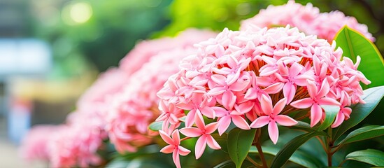 The garden hosts a stunning blooming King Ixora flower of the Rubiaceae family featuring a lovely light pink spike