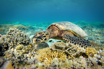 Fototapeta na wymiar Turtle and coral Gili Indonesia