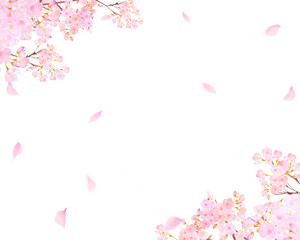 Obraz na płótnie Canvas 美しい薄いピンク色の桜の花と花びら春の水彩白バックフレーム背景素材イラスト