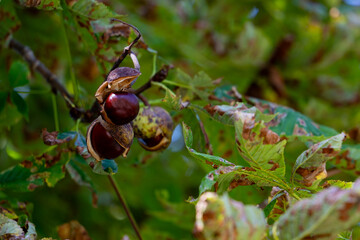 Farbenfrohe Kastanien im Herbst in Bayern