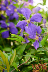 Closeup of colorful purple flowers in a garden. Cranesbill geranium growing in a natural environment on a sunny day. Beautiful plants with vibrant violet petals blooming and blossoming in spring
