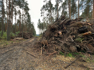 Branches, roots, pieces of trunks remaining on piles after removing wood from the forestl.