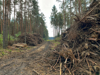 Branches, roots, pieces of trunks remaining on piles after removing wood from the forestl.
