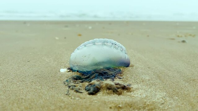 Atlantic Portuguese Man o' war Physalia physalis on the beach. jellyfish. Close up shot footage