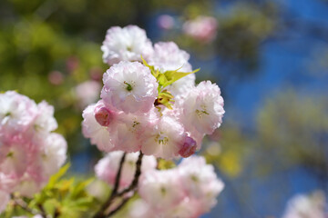 仁和寺境内に咲く楊貴妃桜