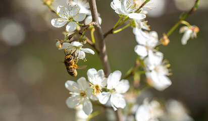 Bee on a flower of the white cherry blossoms. White flowers bloom in the trees. Spring landscape with blooming sakura tree. Beautiful blooming garden on a sunny day. Copy space for text.