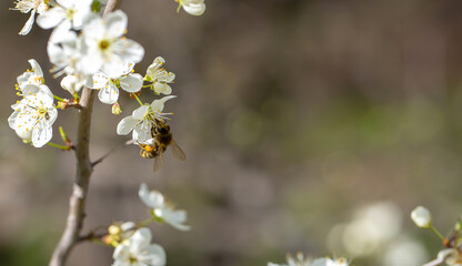 Fototapeta premium Bee on a flower of the white cherry blossoms. White flowers bloom in the trees. Spring landscape with blooming sakura tree. Beautiful blooming garden on a sunny day. Copy space for text.