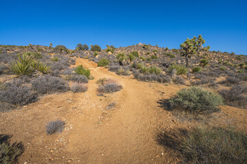 hiking the lost horse mine loop trail in joshua tree national park, california, usa