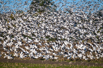 Murmuration of Snow Geese after migrating from Wrangel, Alaska.  Snow geese visit the Skagit Valley in impressive numbers during the winter months, with annual counts often exceeding 50,000.