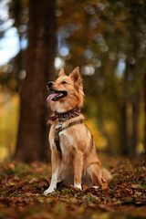 Portrait of Beautiful dog with a colored bandana around his neck. Dog posing as a model. A cute dog with a bandana around his neck sits on a blurred background. Dog is waiting for the owner in a park