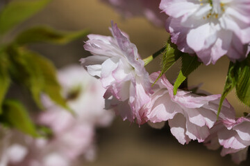仁和寺境内に咲く楊貴妃桜