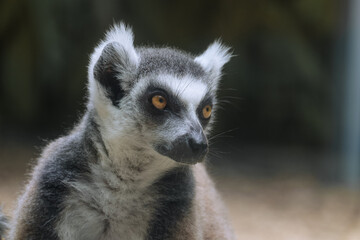Naklejka na ściany i meble Ring-tailed lemur stares intently to side. Portrait of lemur catta.