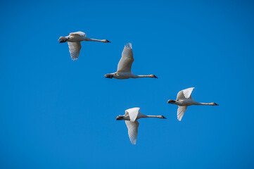Trumpeter Swans migrating from Wrangel, Alaska to the Skagit Valley, Washington.