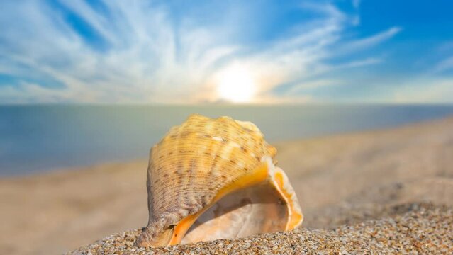 closeup empty marine shell on sandy sea beach at the sunset time lapse scene