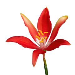 Red lily.  isolated on a transparent background. PNG cutout or clipping path.