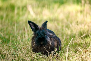 A black and brown rabbit roams free near its den in the grass