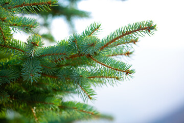 Fir branches close-up. Coniferous trees in the forest. Winter Christmas background. Christmas background, beautiful nature