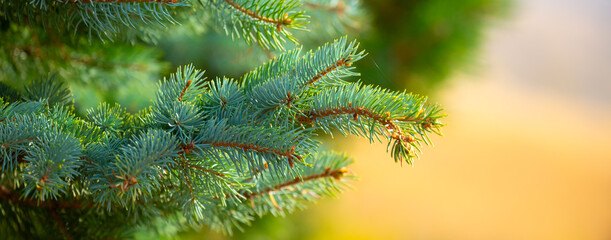Fir branches close-up. Coniferous trees in the forest. Winter Christmas background. Christmas...