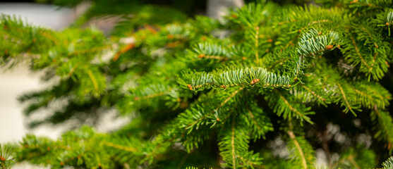 Fir branches close-up. Coniferous trees in the forest. Winter Christmas background. Christmas background, beautiful nature