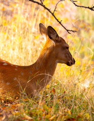 Beautiful sika deer in the autumn forest against the background of colorful foliage of trees. The deer looks to the sides and chews the grass. Fabulous forest autumn landscape with wild animals.