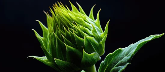 Rolgordijnen Close up of a sunflower bud that is green © AkuAku