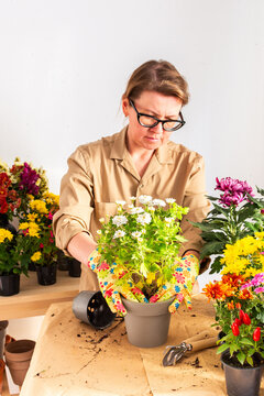 Woman 50 years old transplanting autumn chrysanthemum flowers into pots, decorating home terrace or balcony with flowers