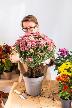 Woman 50 years old transplanting autumn chrysanthemum flowers into pots, decorating home terrace or balcony with flowers
