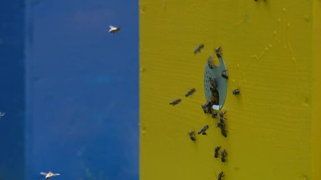 Honey bees fly next to the bee hive in the apiary to collect honey, close up. Beekeeping in countryside