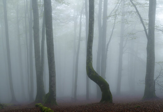 Fog in the Pyrenees forest, Urepel, France