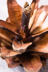 Brown spruce cone on a gray background