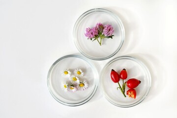 Petri dishes with various kinds of plants (red clover, daisy flowers and rose hips). Phytotherapy, herbal or natural medicine. Laboratory research. Copy space for text