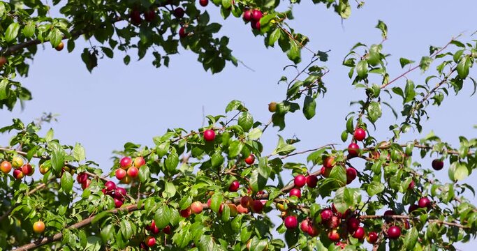 ripe harvest of large cherry plum in the summer, cherry plum trees with ripening berries
