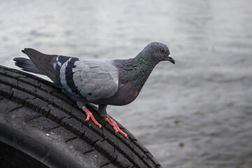 Pigeon standing on black tire bumper of pier in front of river.