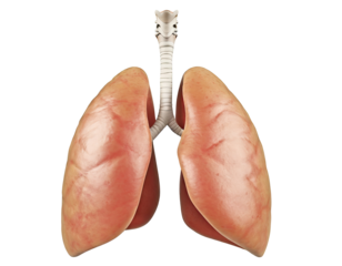 realistic healthy human lungs isolated on a transparent background. PNG, cutout, or clipping path.	
