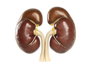 realistic healthy human kidney isolated on a transparent background. PNG, cutout, or clipping path. The concept of health care, human organ transplant, kidney transplantation	
