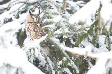 owl in a snowy forest looks away