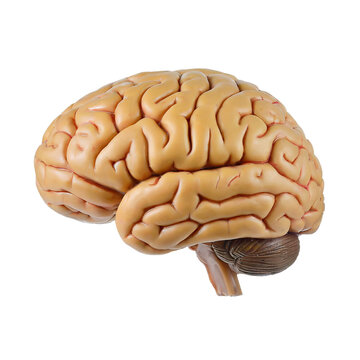 human brain  isolated on a transparent background. PNG, cutout, or clipping path.	
