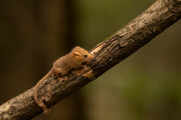 Cute hazel dormouse in depth of the forest
