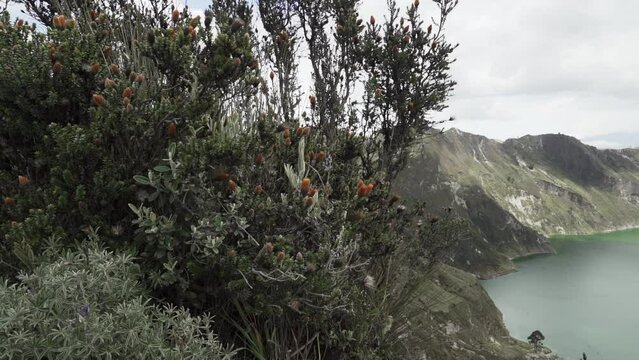 laguna quilotoa at the quilotoa loop in the andes mountains of Ecuador, is an emerald green lake in a caldera of an old volcano cater and a popular travel destination for hikers.