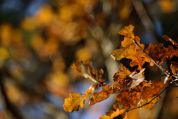 brown leaves on oak branches in a sunny autumn day