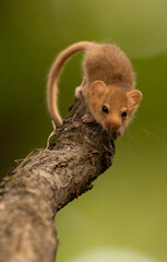 Cute hazel dormouse in depth of the forest