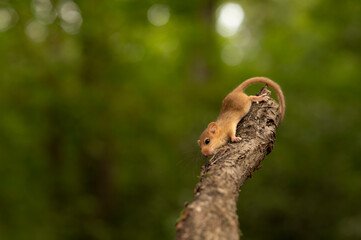 Cute hazel dormouse in depth of the forest
