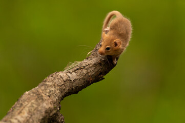 Cute hazel dormouse in depth of the forest
