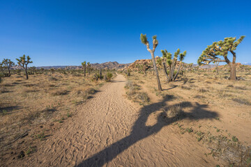 hiking the lost horse mine loop trail in joshua tree national park, california, usa