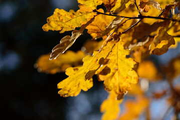 brown leaves on oak branches in a sunny autumn day