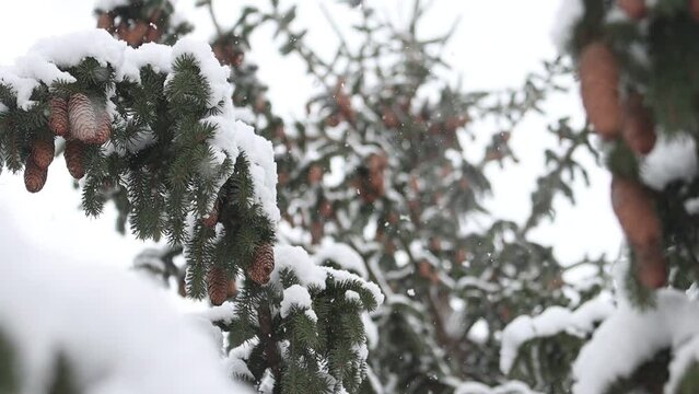 snowy spruce with pine cones and falling snowflakes slow motion
