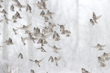 sparrows fly on a winter, snowy day